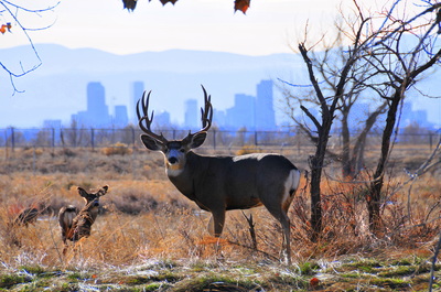 Dear and fawn are in field, but urban sky line of tall buildings can be seen behind them.