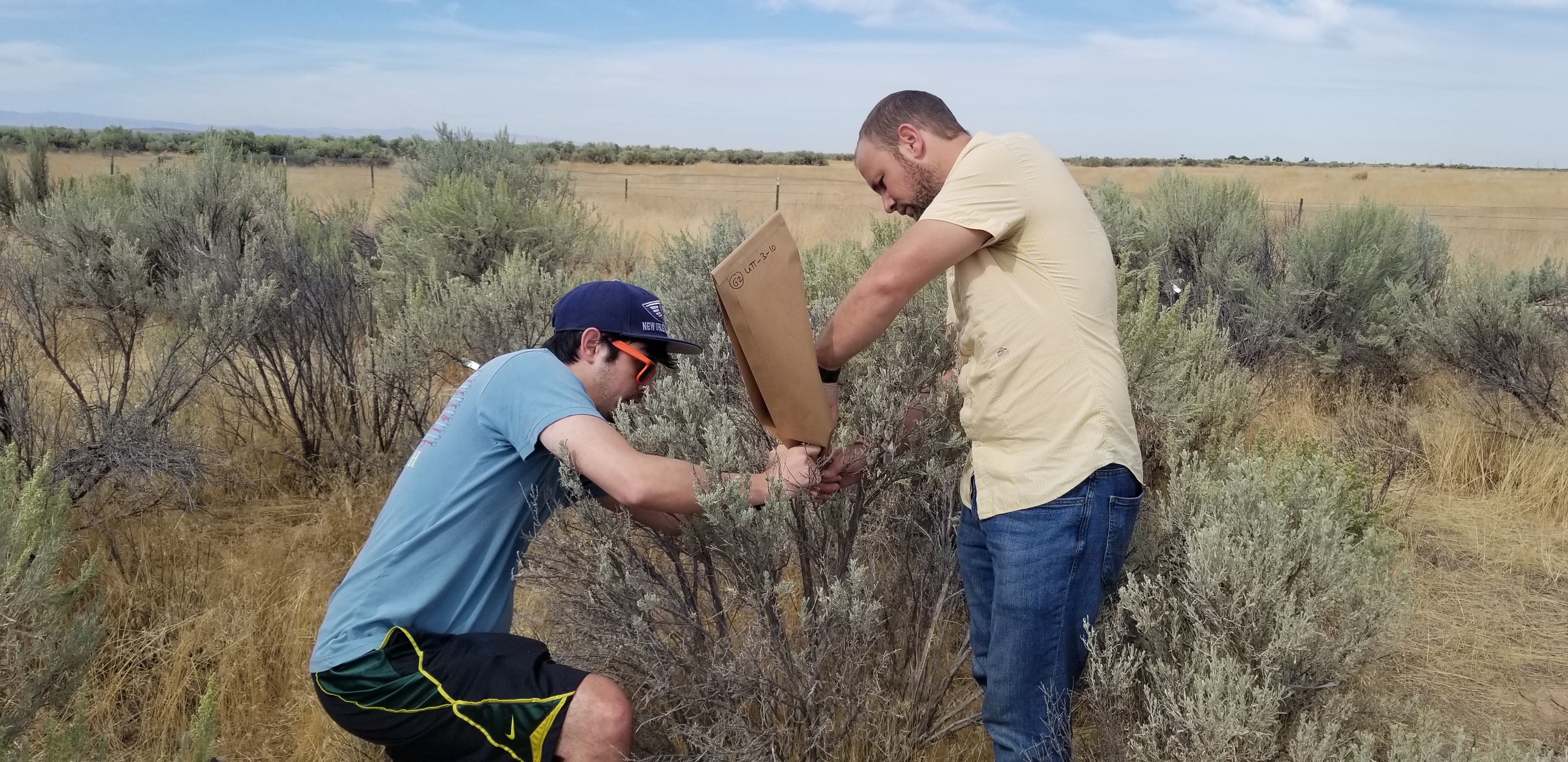 Two men outside are putting a bag over a sagebrush to collect a sample.