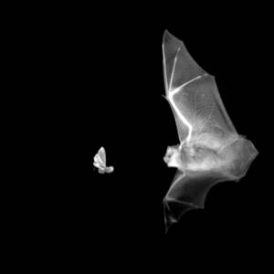 bat and moth