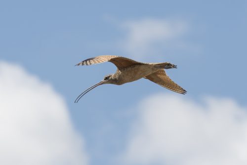 curlew in flight.