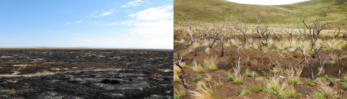 A photo of a burned area juxtiposed with a photo of healthy sagebrush
