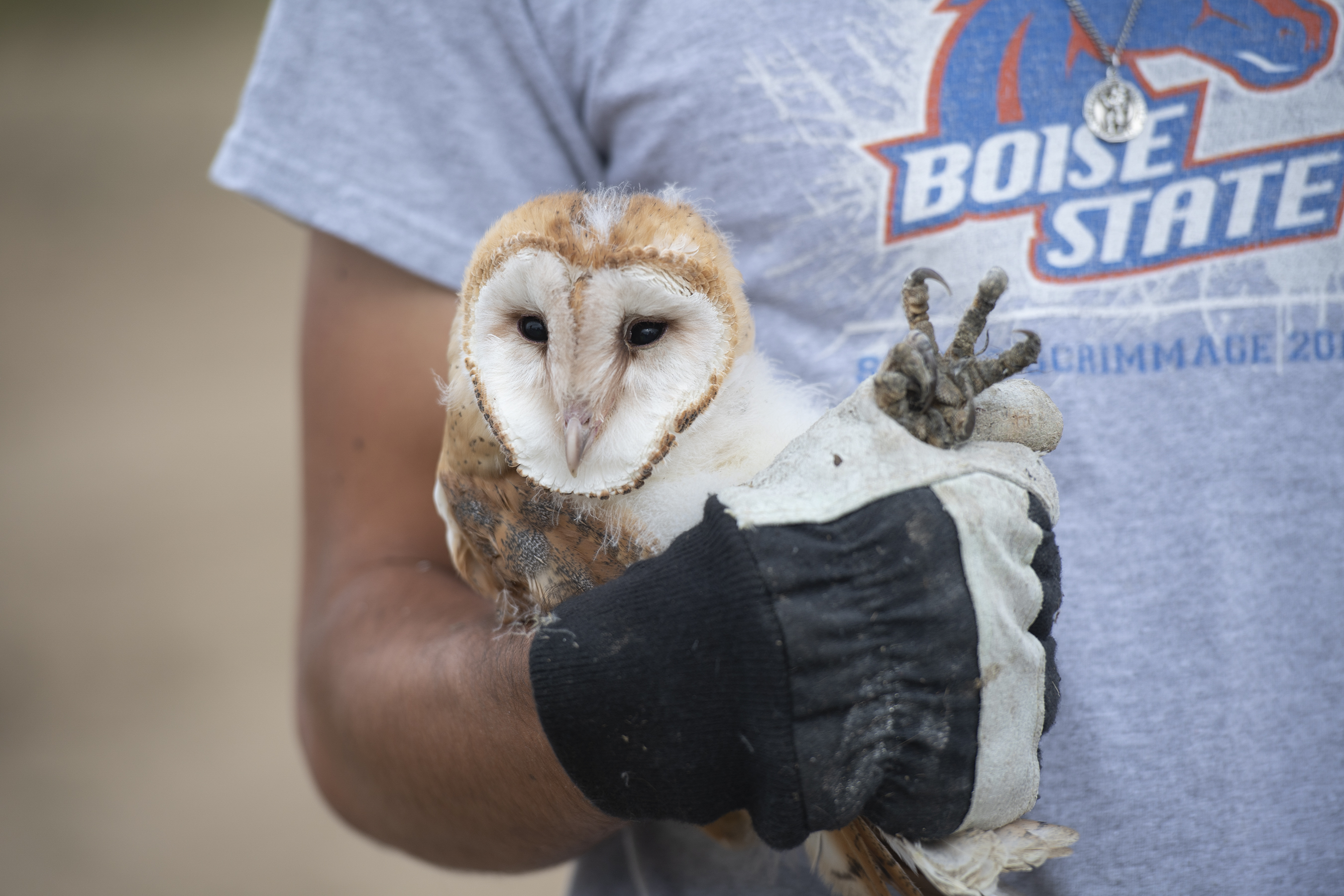 barn owl being held by student