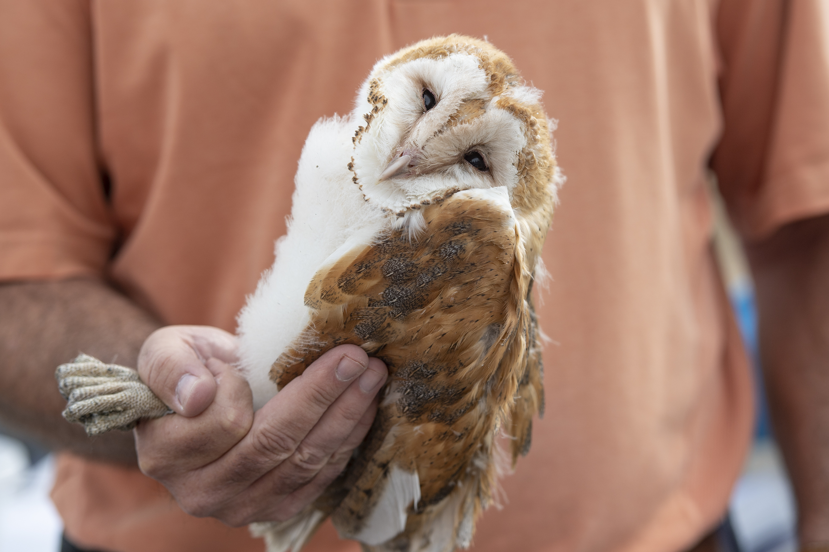 barn owl held by Jim Belthoff