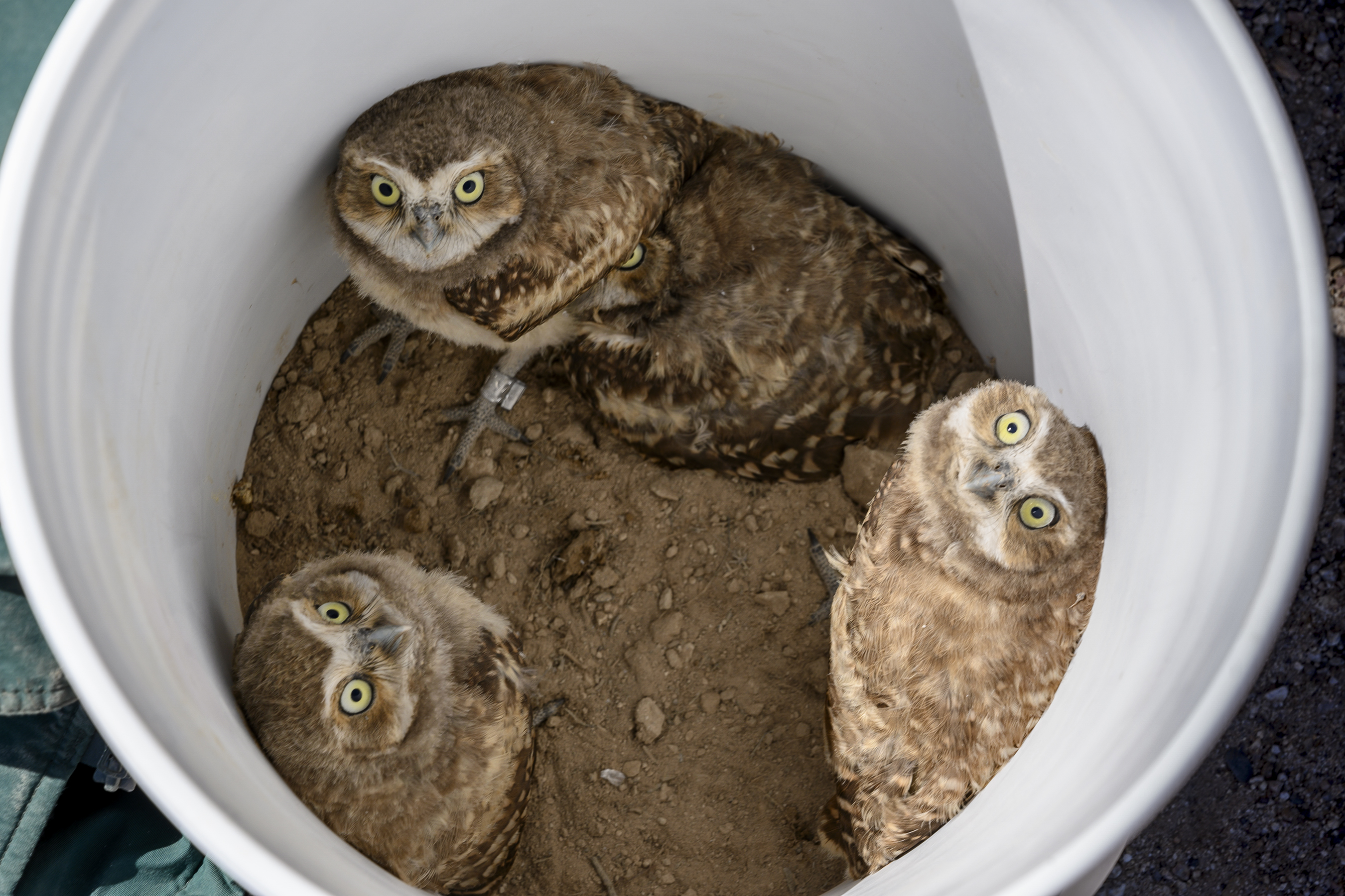 three burrowing owls in a bucket with dirt on the bottom