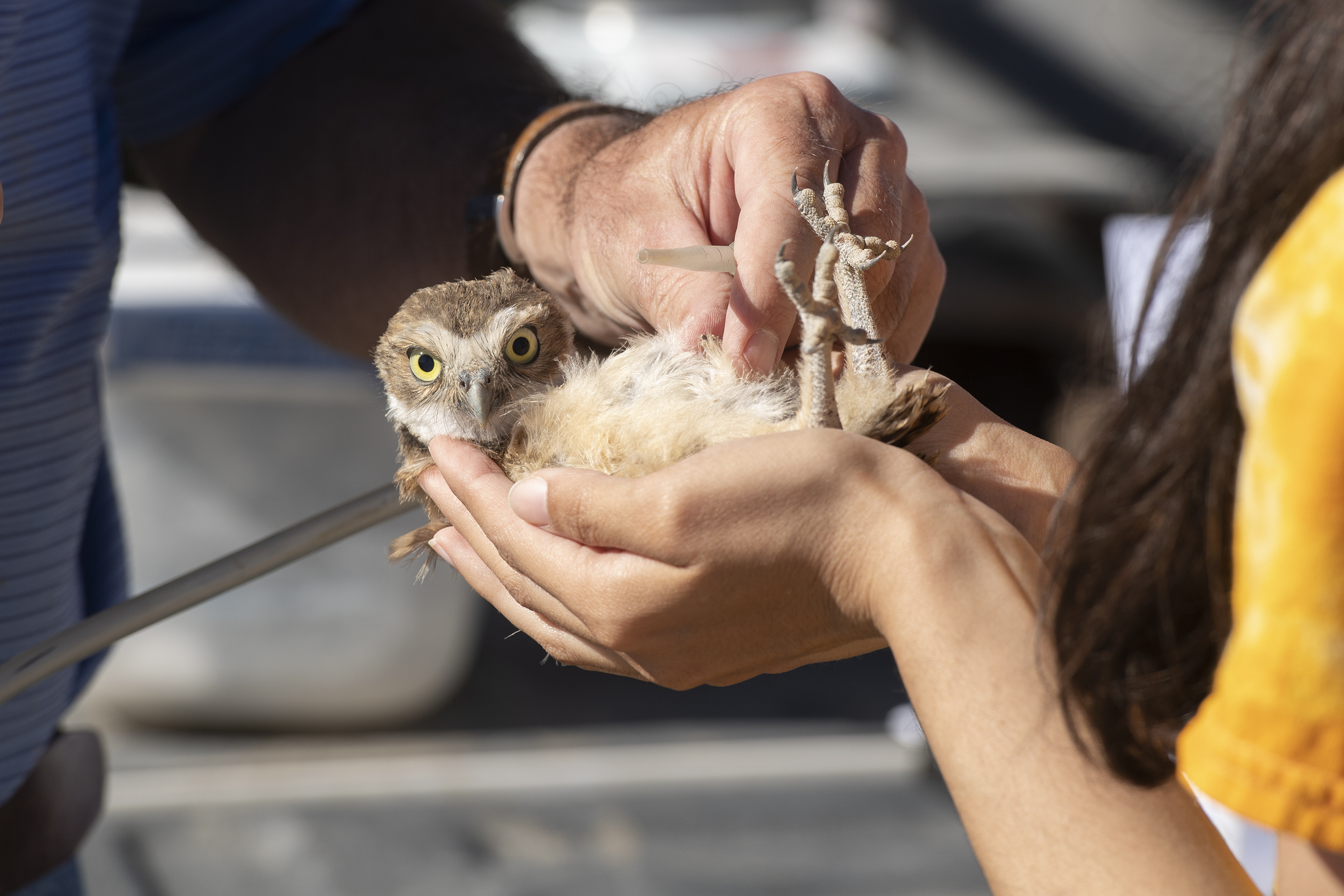 burrowing owl being held