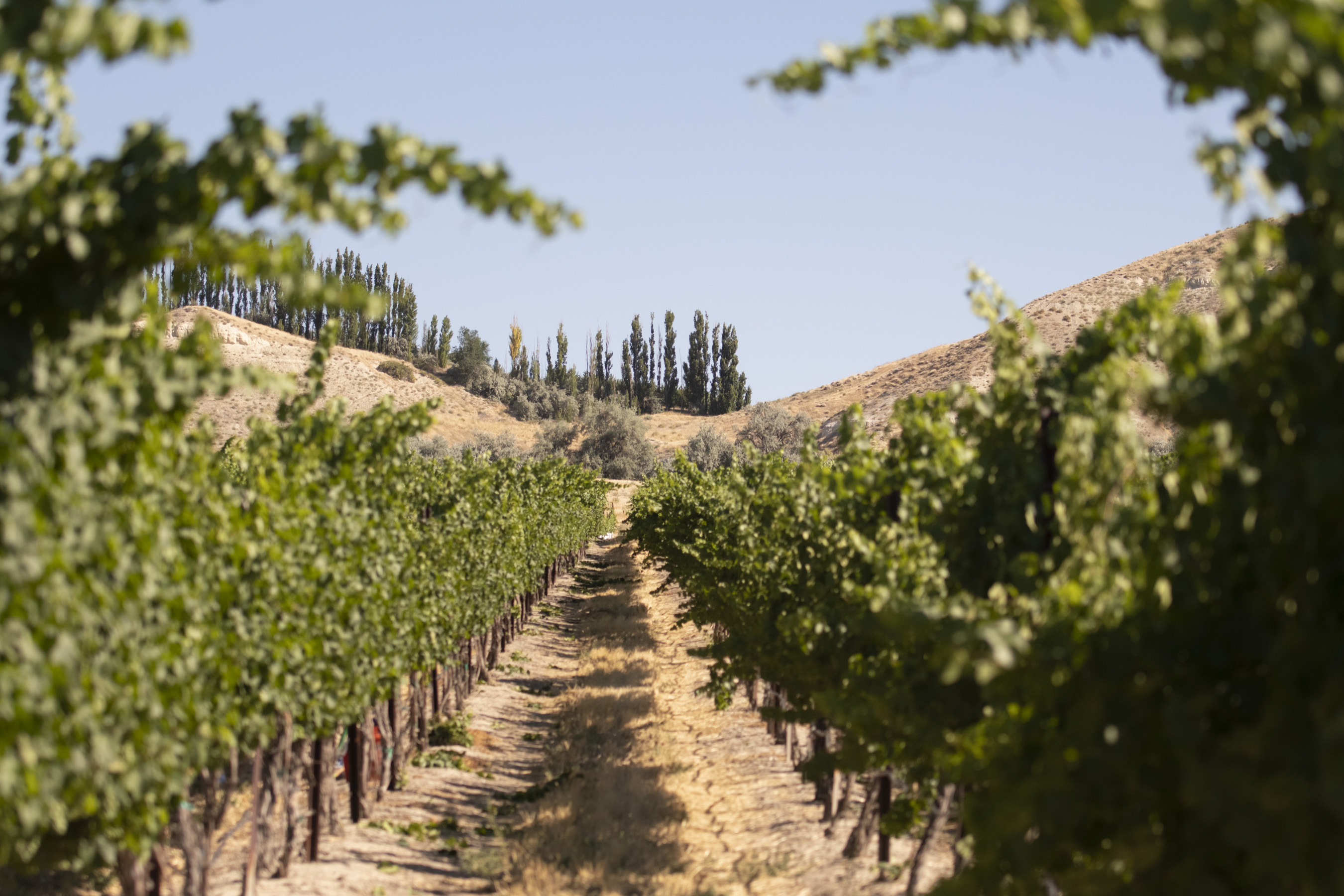 vineyard in Idaho