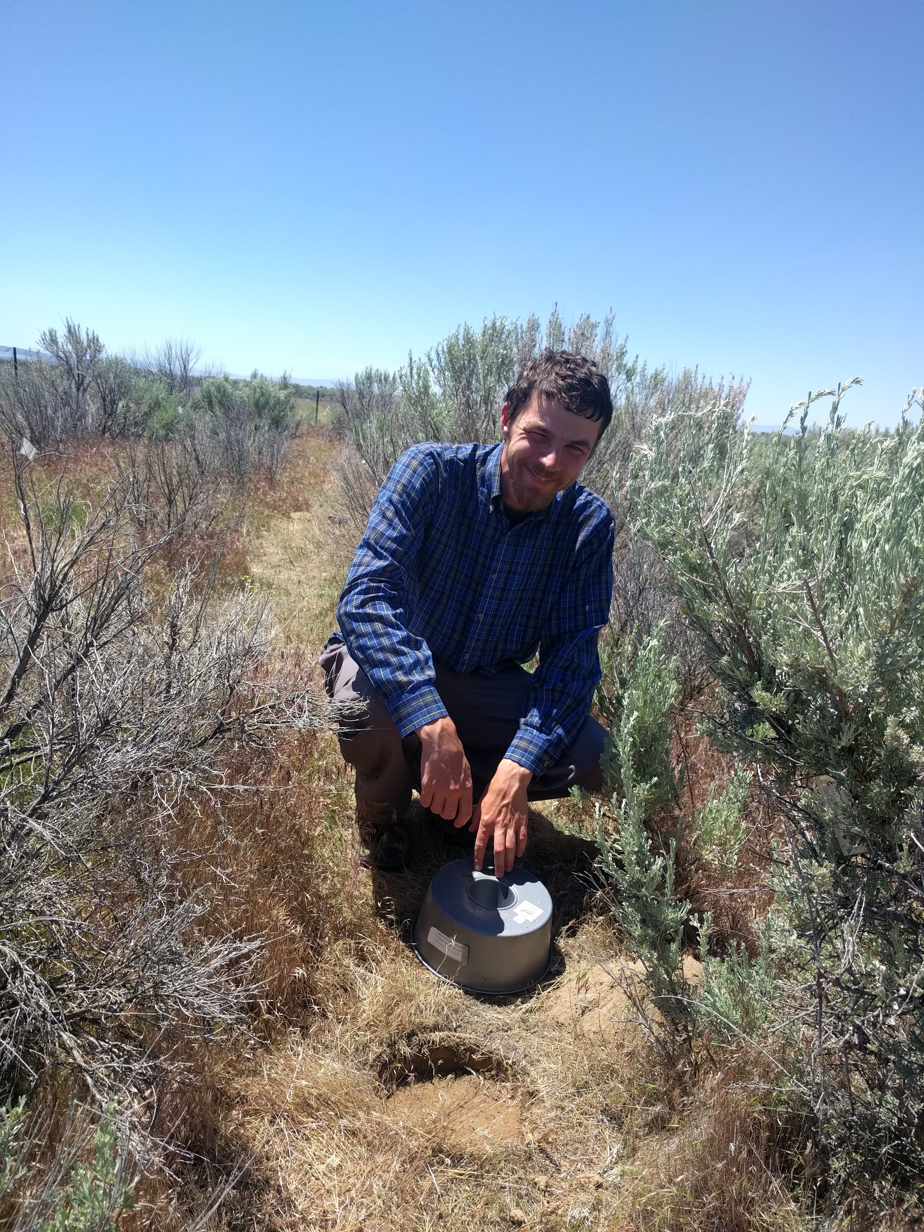 Doctoral student out in the field with sagebrush plant
