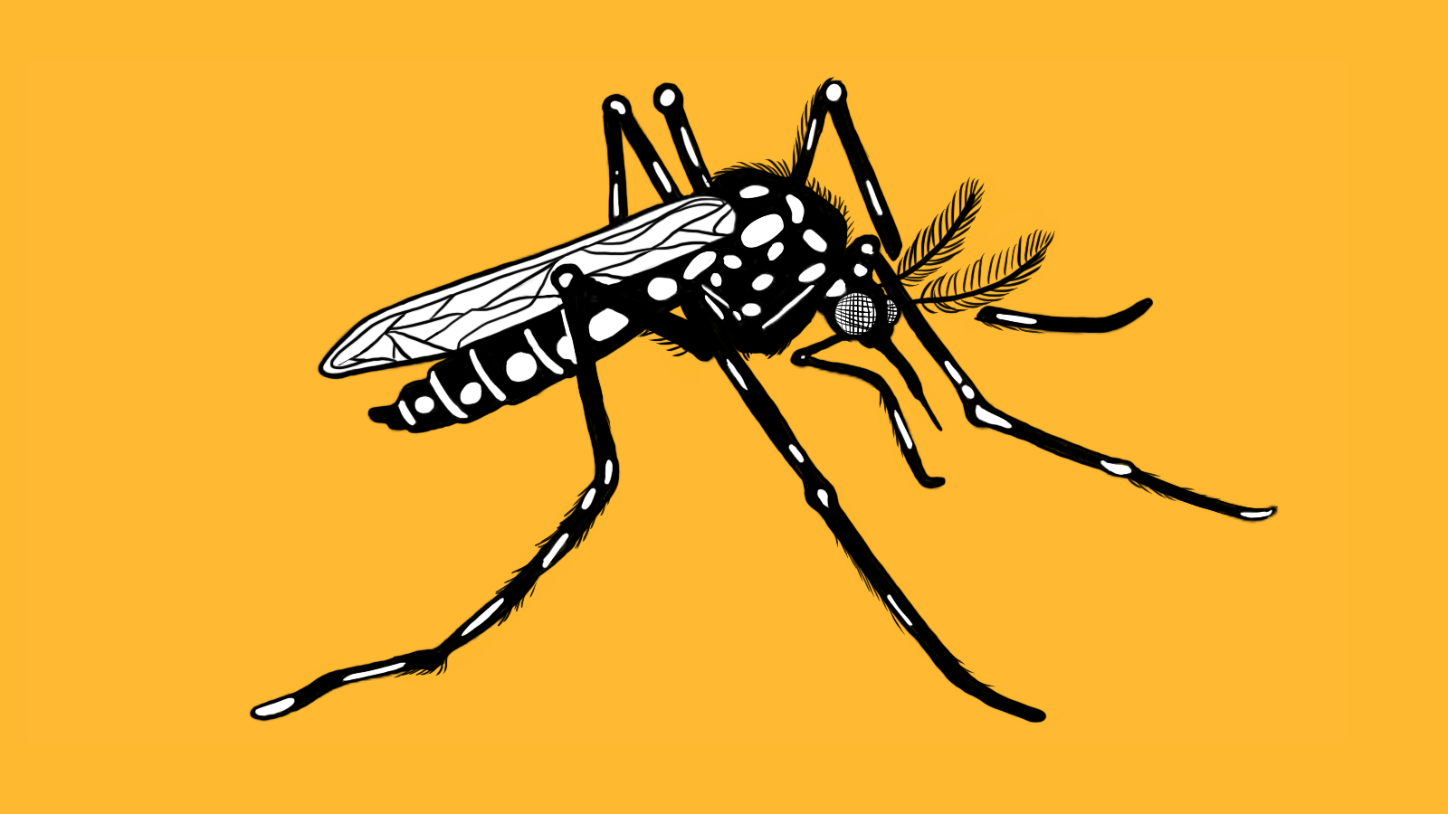 Artistic illustration of yellow fever mosquito