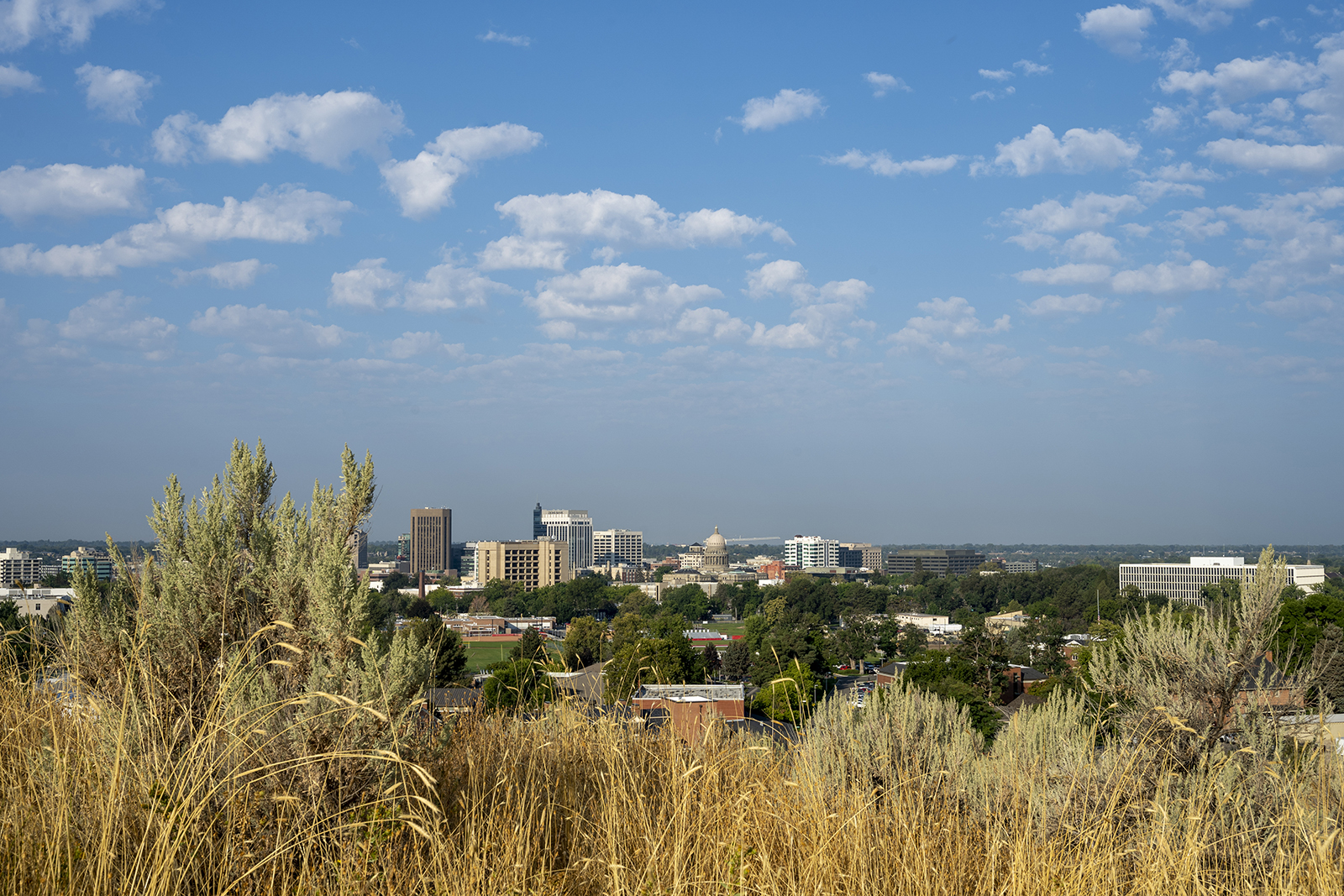 a photo overlooking the city of Boise from above, next to a large sagebrush plant