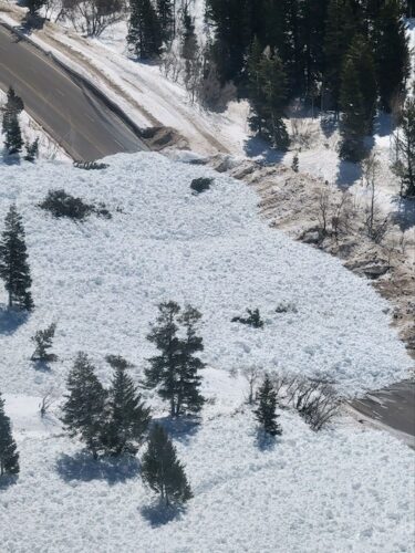 a large swath of snow from an avalanche covers a road, has uprooted numerous pine trees