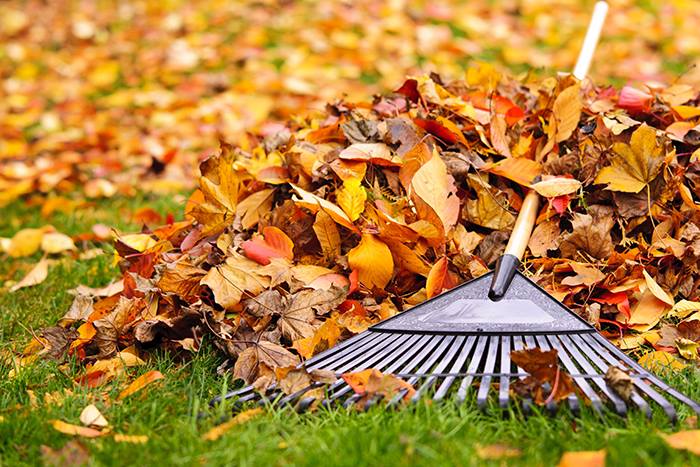 Rake laying on a pile of leaves