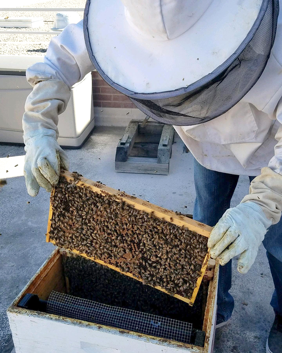 Beekeeper handling a beehive