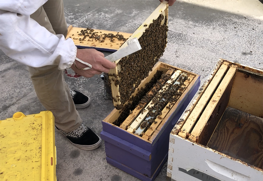 Beekeeper handling a bee hive