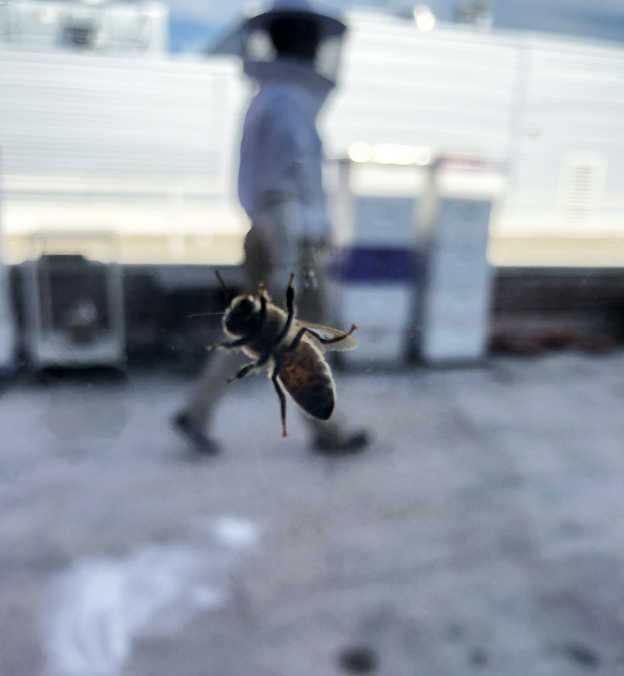 Bee on a pane of glass with beekeeper in the background