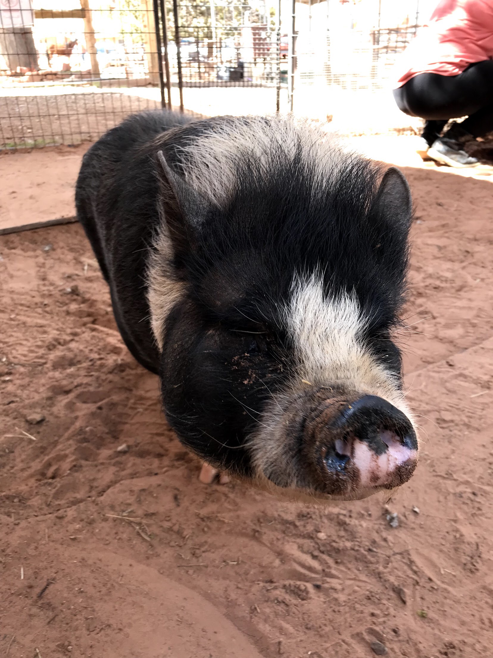 Pig at the Best Friends Animal Sanctuary