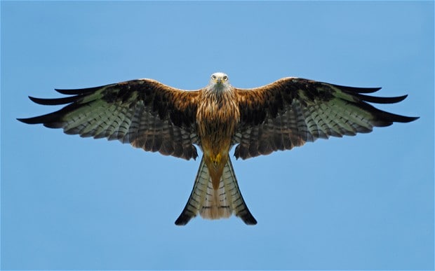 picture of bird of prey