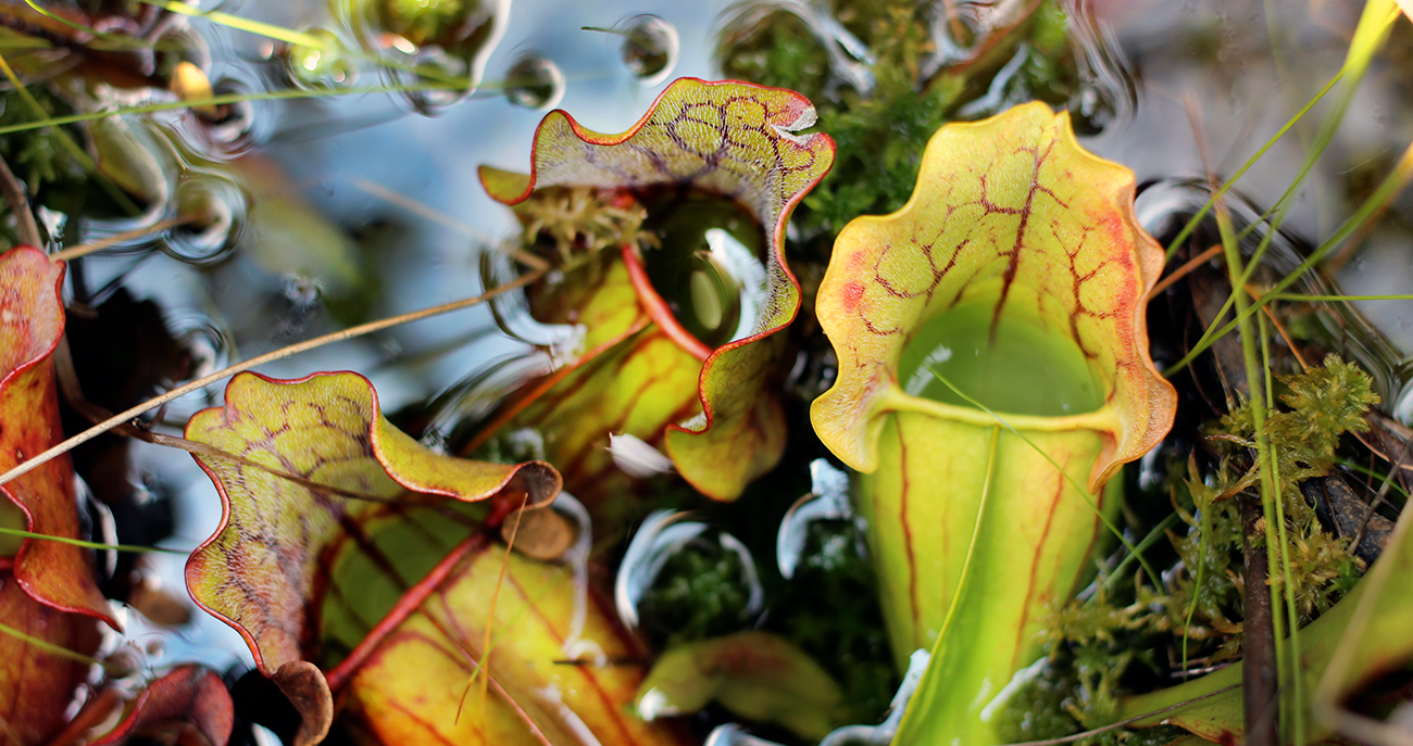 Carnivorous pitcher plants, also known as Sarracenia purpurea, in a bog (photo by Leonora Bittleston)
