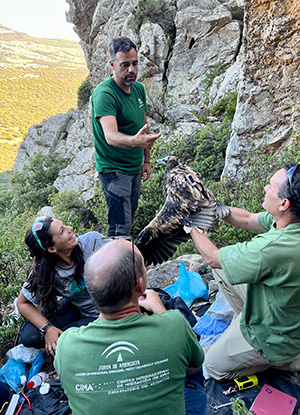 a group of raptor biologists work with an Egyptian vulture