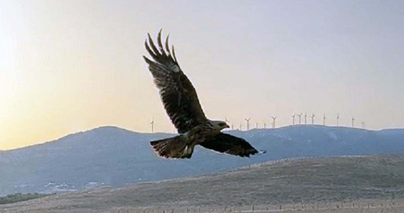 A black kite raptor files in an Idaho sky