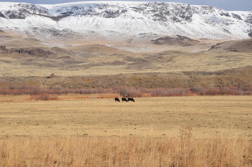 three cows on an open field, snowy foothils are in the distance