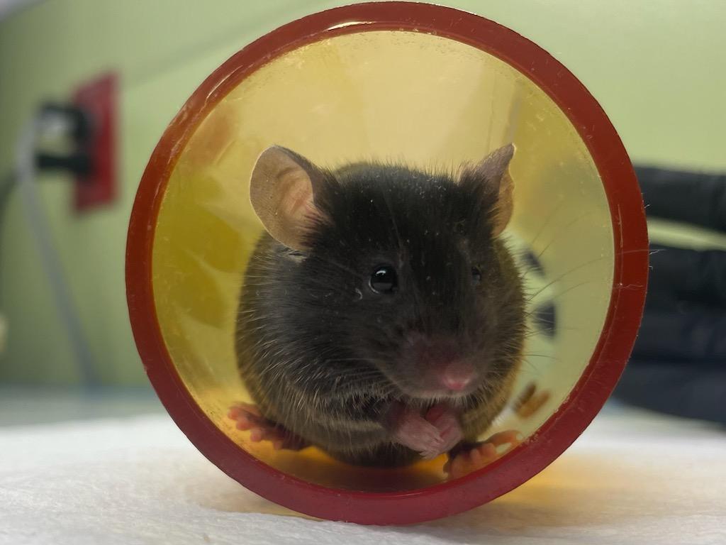 A mouse sits in a yellow tube