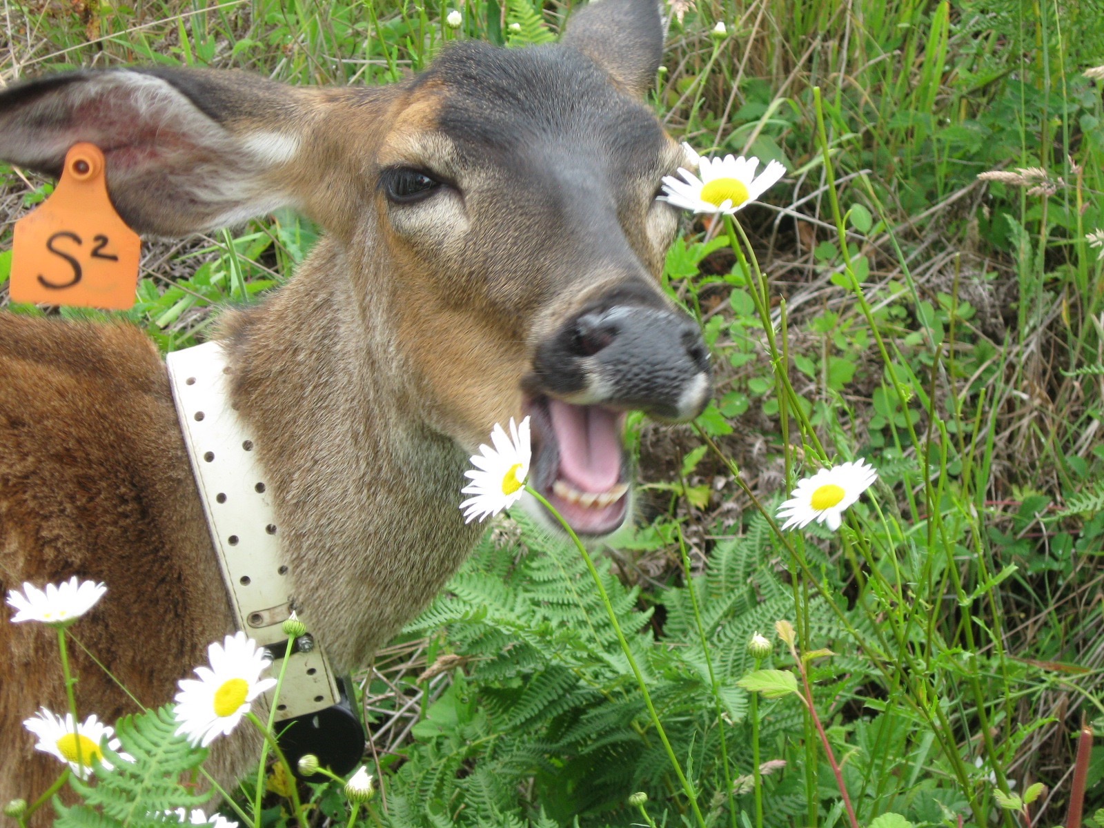 A deer tagged and collared with its mouth open in a field.