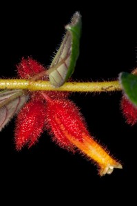 Columnea laciniata, photo from the type collection made at Cerro del Ingles, Colombia.