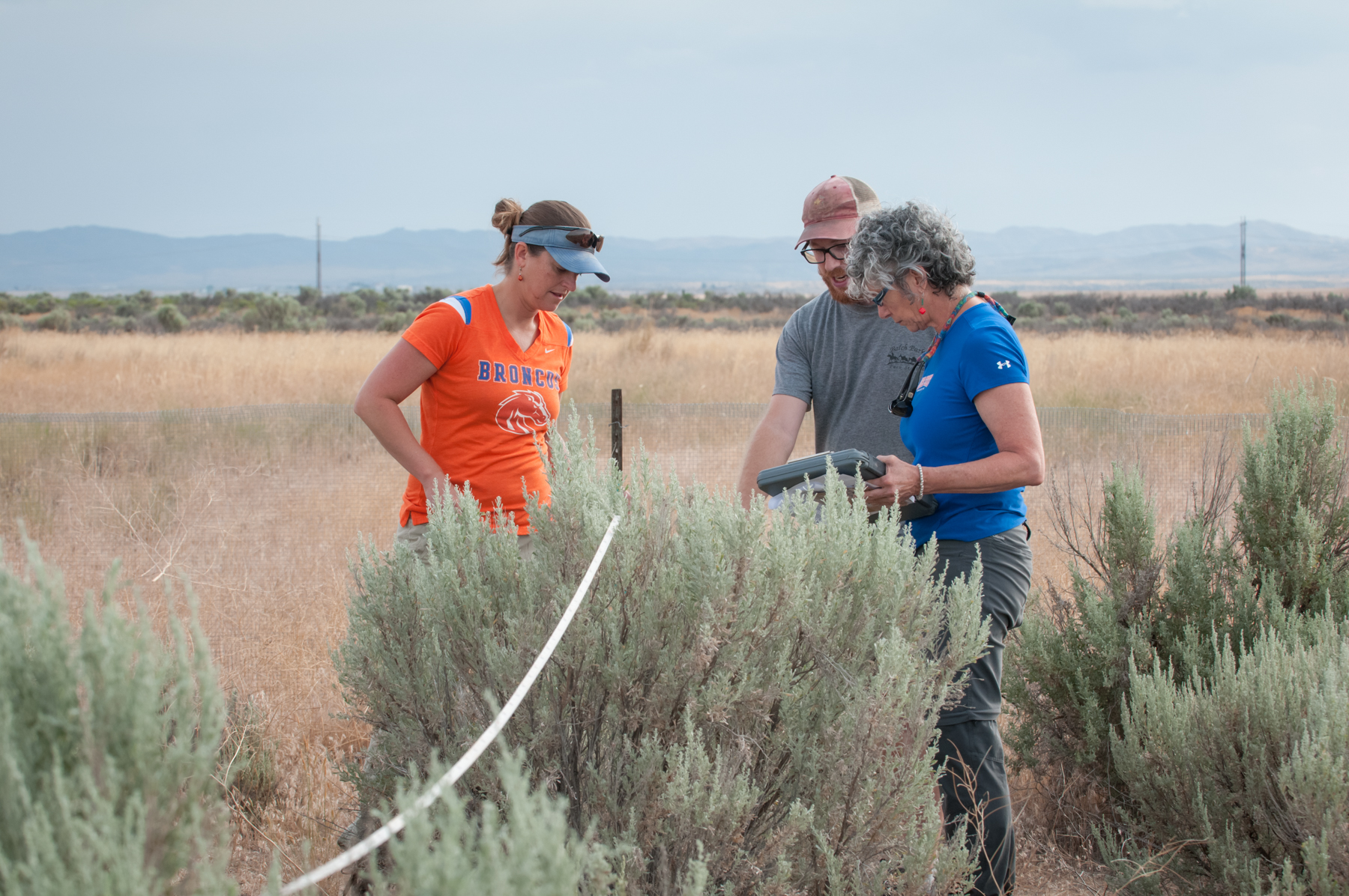 Dr. Jennifer Forbey with other researchers doing field work in a grassy area beside plants resembling sagebrush.