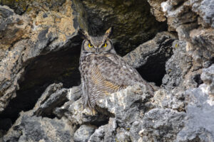 great-horned owl sitting among rocks
