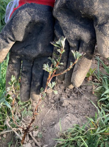 Hands in the background indicating and semi-holding bunch grasses
