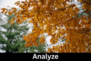 orange tree leaves on a branch with the word Analyze underneath
