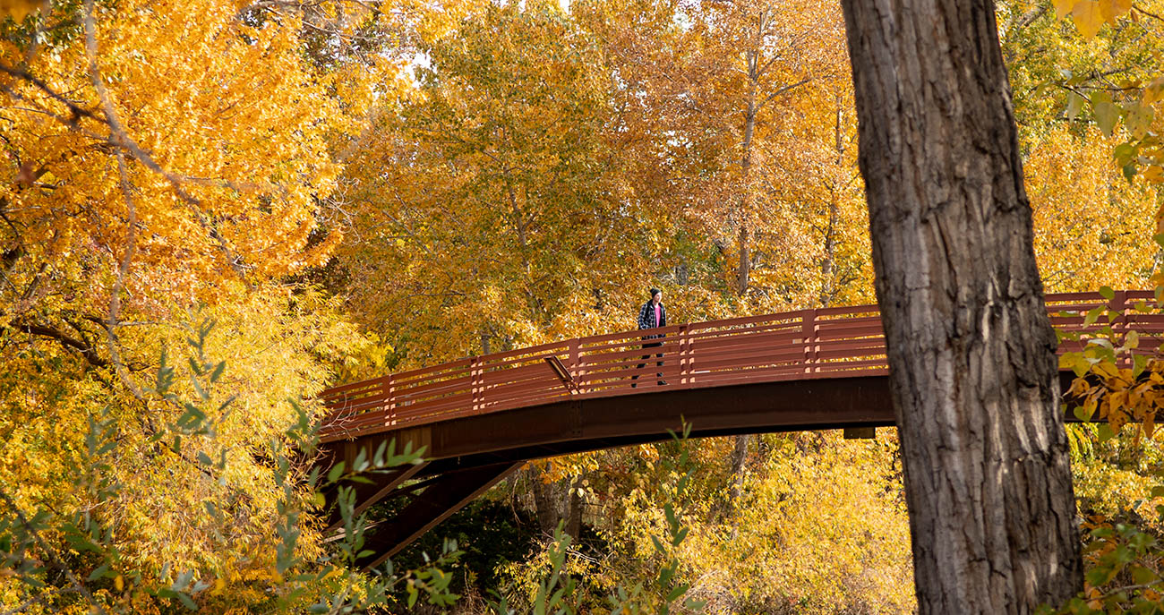 Man walks along a bridge surrounded by yellow trees