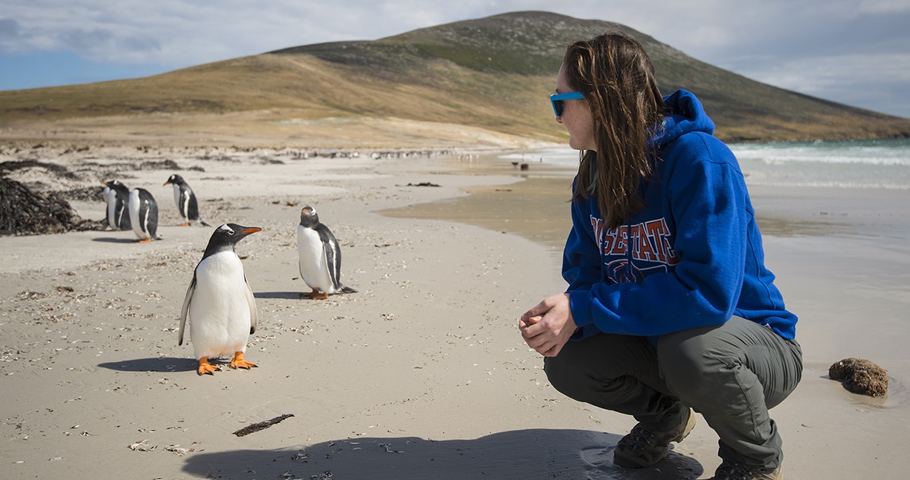 Research study for Raptor Biology in Falkland Islands