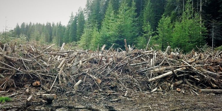 Photo of a pile of wood slash