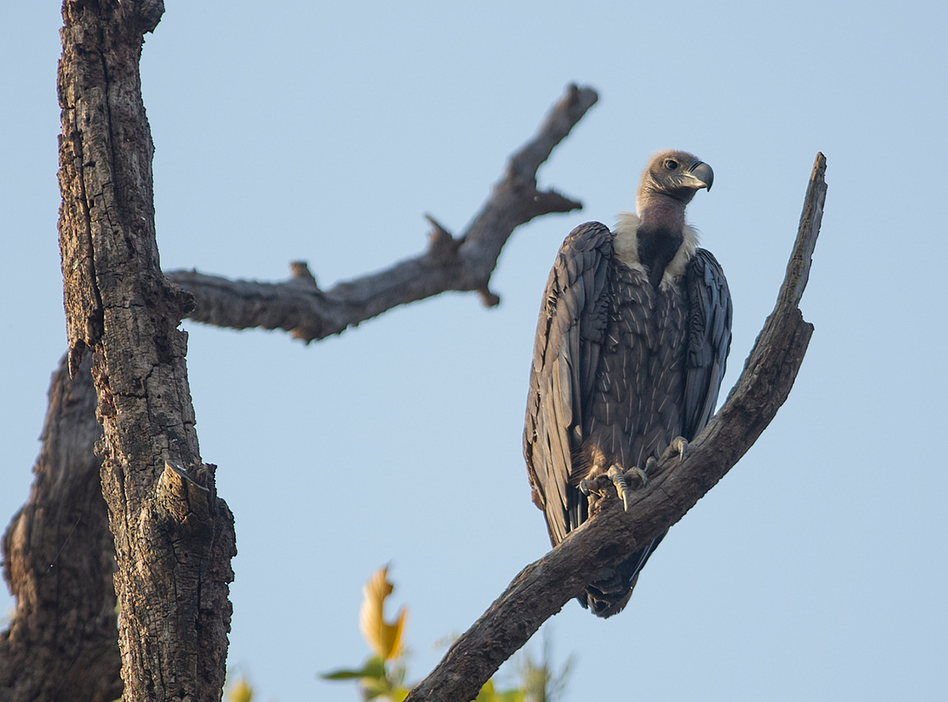 Vulture perched on a tree in India.