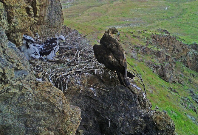 Golden eagle and nestlings at a cliffside nest