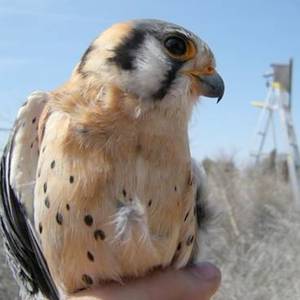American Kestrel held by a researcher with a nest box in the background