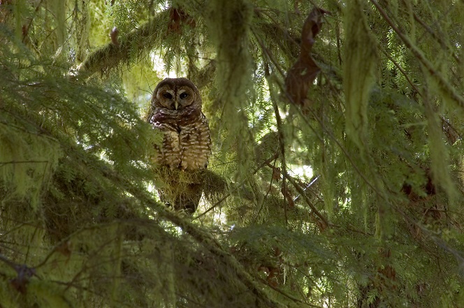 Northern Spotted Owl perched in tree