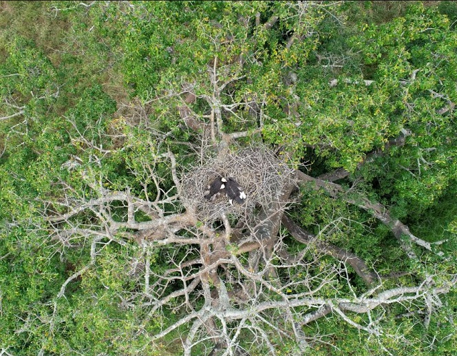 Aerial view of two white-headed vultures in a treetop nest in Mozambique