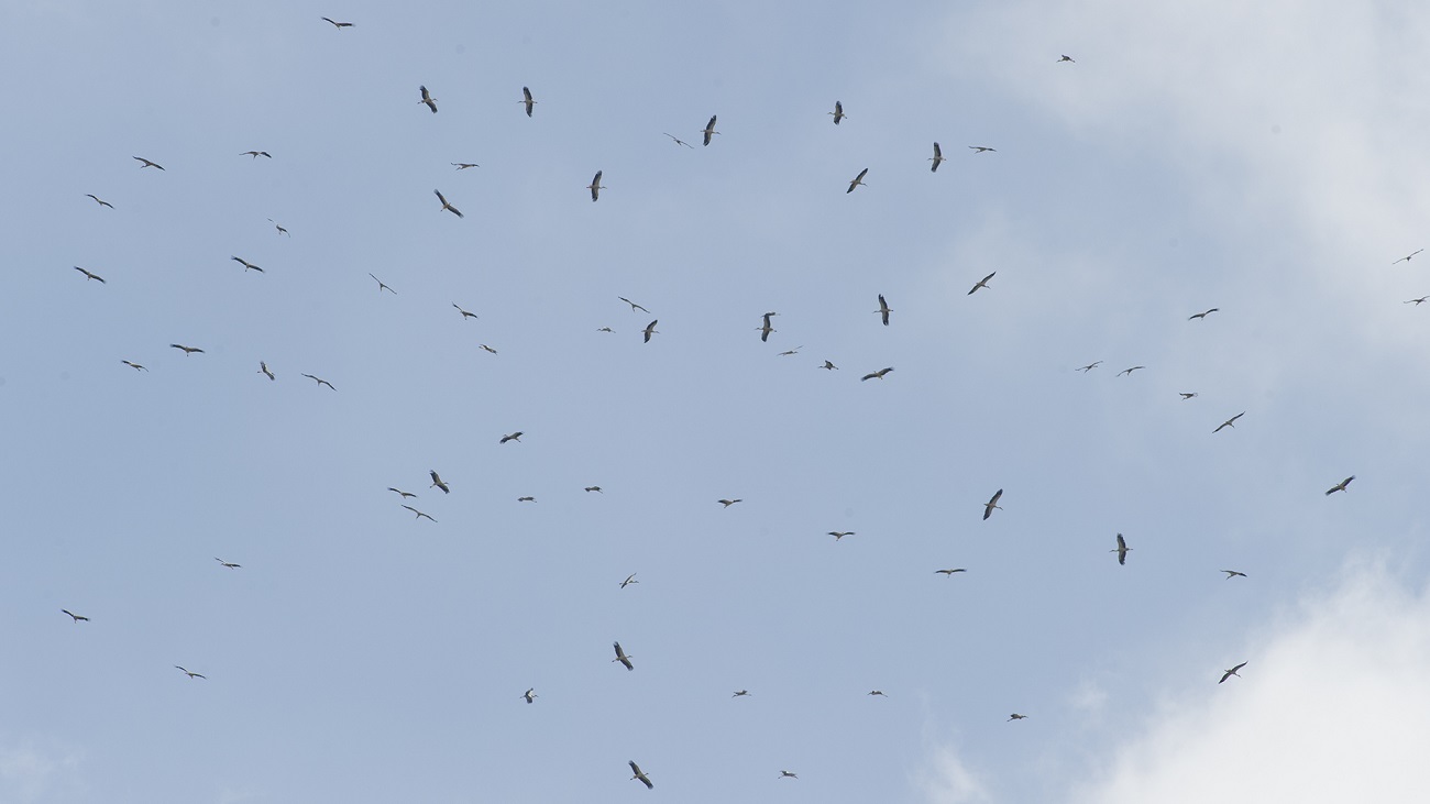 A large number of white storks riding on thermal updrafts, flying above the Tarifa, Spain, area