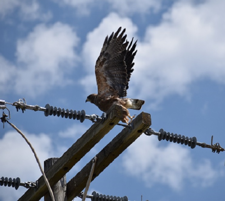 Swainson's Hawk taking flight from a power pole