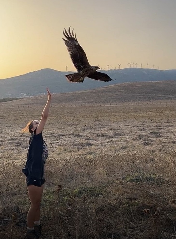 IRES student releasing a black kite at dusk after banding