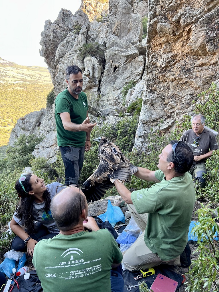 Raptor students and mentors outfit an Egyptian Vulture nestling with GPS tracker