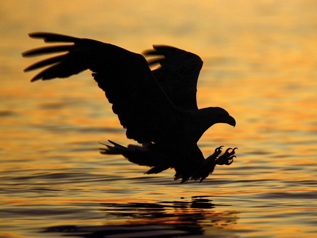 Bald eagle striking a body of water with talons outstretched at sunset