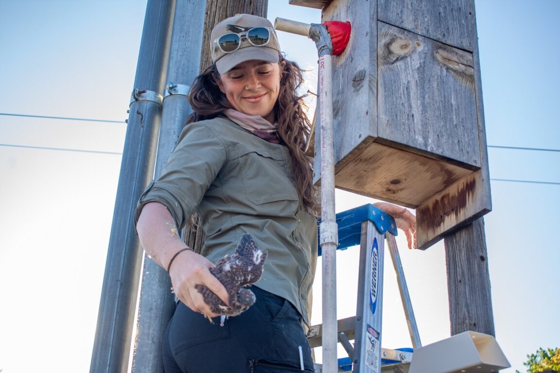 Raptor Biology student Sarah Scott retrieving American Kestrel nestling from nest box to band