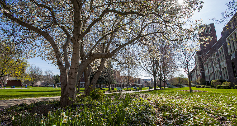 Spring Campus Scenes, flowers, blossoms, trees, landscape