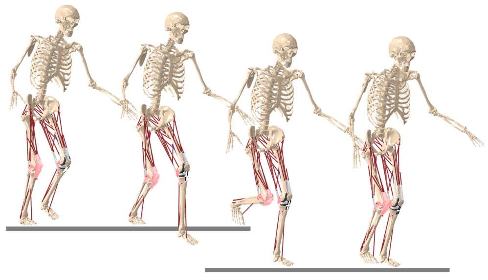 renderings of musculoskeletal effects of walking