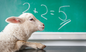 sheep in front of blackboard with wrong math answer