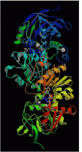 Structure of horse liver alcohol dehydrogenase