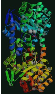 Structure of bacterial phosphotriesterase